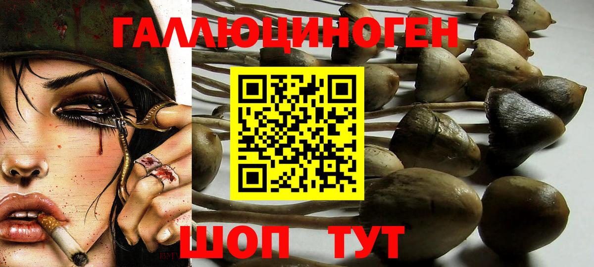 Галлюциногенные грибы Psilocybine cubensis Тихвин
